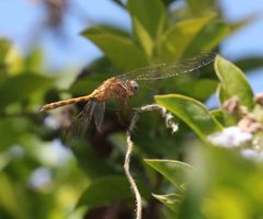 Orthetrum chrysostigma