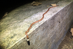 Sinomicrurus macclellandi