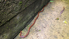 Sinomicrurus macclellandi