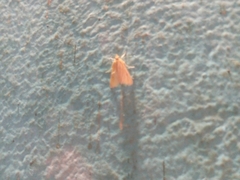 Lepidoptera