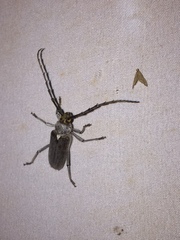 Gnaphalodes trachyderoides