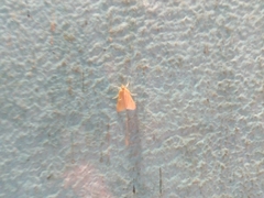 Lepidoptera