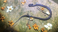 Pareas margaritophorus