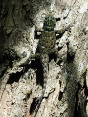 Sceloporus serrifer