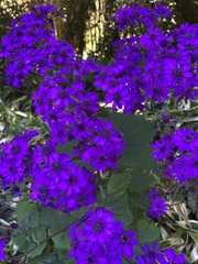 Pericallis × hybrida