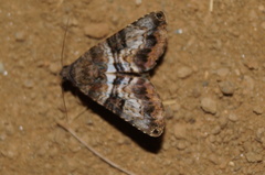 Coenipeta bibitrix