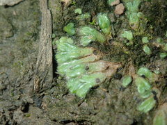 Riccia crinita