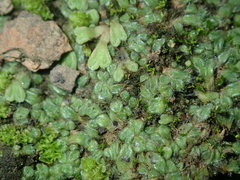 Riccia crinita