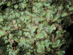 Riccia crinita