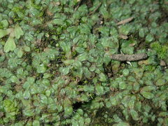 Riccia crinita