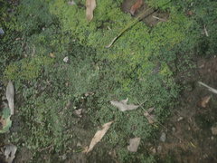 Riccia crinita