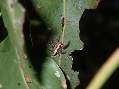 Cytaea alburna