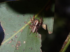 Cytaea alburna