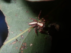 Cytaea alburna