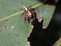 Cytaea alburna