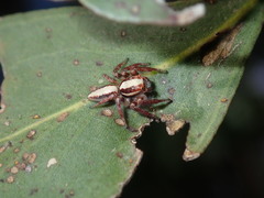 Cytaea alburna