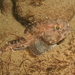 Blackfin Sculpin - Photo (c) Gregory C Jensen, some rights reserved (CC BY-NC-ND), uploaded by Gregory C Jensen