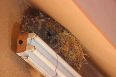 Passer domesticus