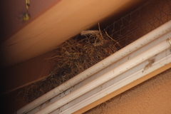 Passer domesticus