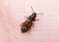Anthonaeus agavensis