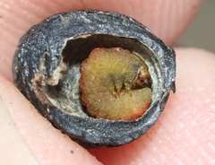 Tegeticula maculata