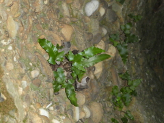 Asplenium sagittatum