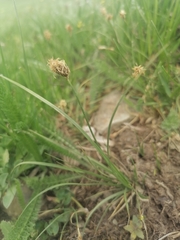 Carex duriuscula