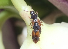 Anthonaeus agavensis