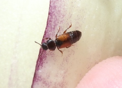 Anthonaeus agavensis