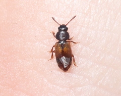Anthonaeus agavensis
