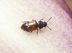 Anthonaeus agavensis