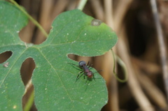 Camponotus rectangularis