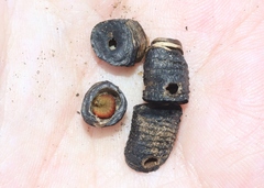 Tegeticula maculata