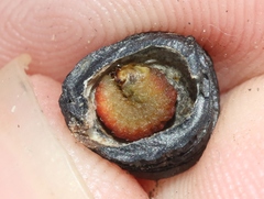 Tegeticula maculata