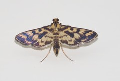 Rhimphalea heranialis