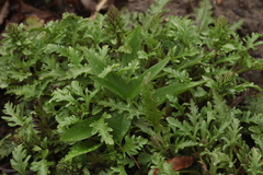 Veronica schmidtiana