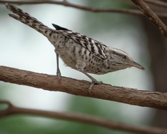Campylorhynchus nuchalis
