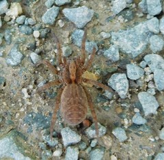 Trochosa terricola