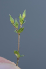 Arenaria leptoclados