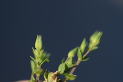 Arenaria leptoclados
