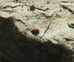 Coccinella septempunctata