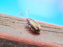 Phyllotreta vittula