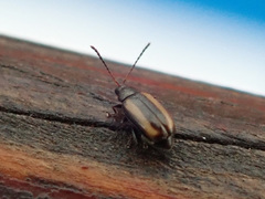Phyllotreta vittula