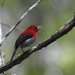 Javan Sunbird - Photo (c) ꦥꦤ꧀ꦗꦶꦒꦸꦱ꧀ꦠꦶꦄꦏ꧀ꦧꦂ, some rights reserved (CC BY), uploaded by ꦥꦤ꧀ꦗꦶꦒꦸꦱ꧀ꦠꦶꦄꦏ꧀ꦧꦂ
