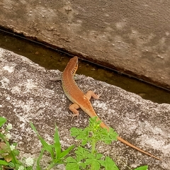 Trachylepis quinquetaeniata