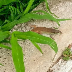 Trachylepis quinquetaeniata