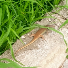 Trachylepis quinquetaeniata