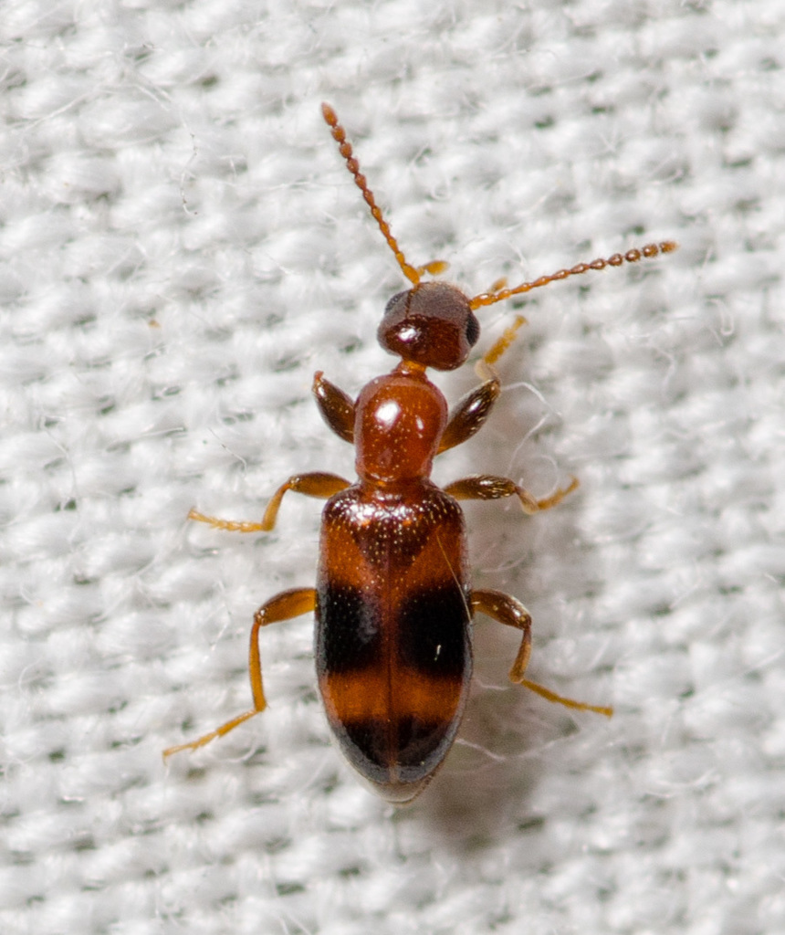 Common Anthicid