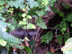 Papilio helenus daksha