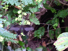 Papilio helenus daksha